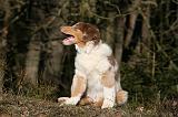 BERGER AUSTRALIEN PUPPIES 641